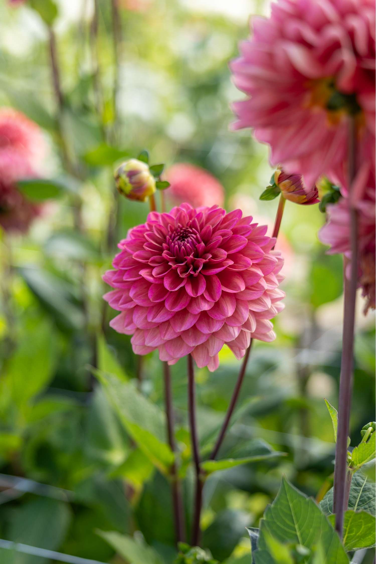 Dahlia 'Salmon Runner'